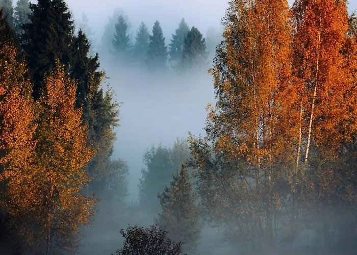 Campingplads Schwedischer Shelter Unter Buchen *